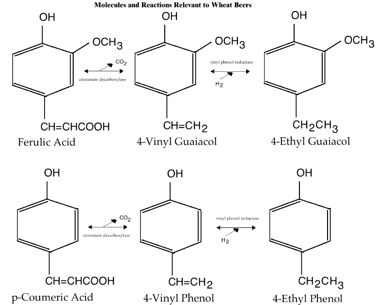 Ciencia y cerveza moleculas